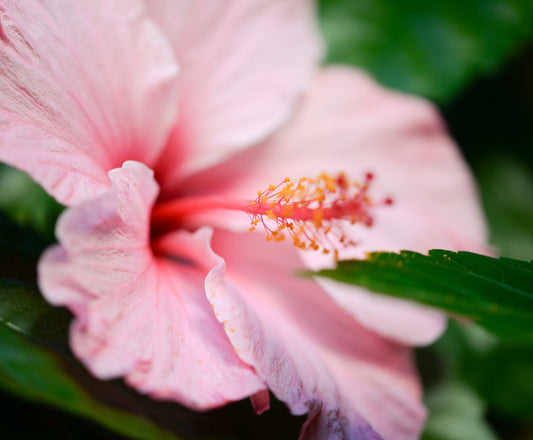 Hibiscus In Pink