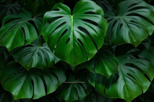 Monstera Leaves Body Butter