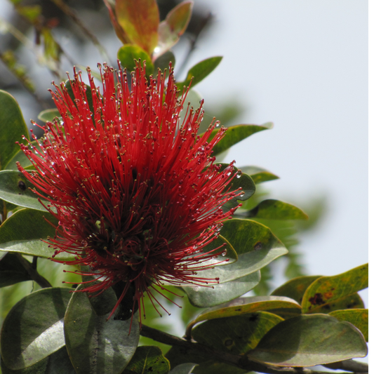 Ohi'a Lehua Face Cleanser