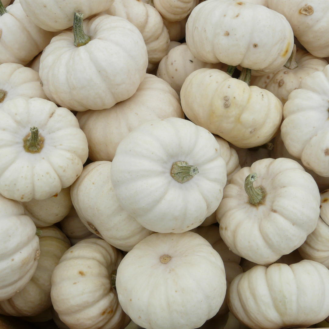 Pumpkin Coconut Sugar Scrub