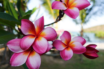 Plumeria Body Butter